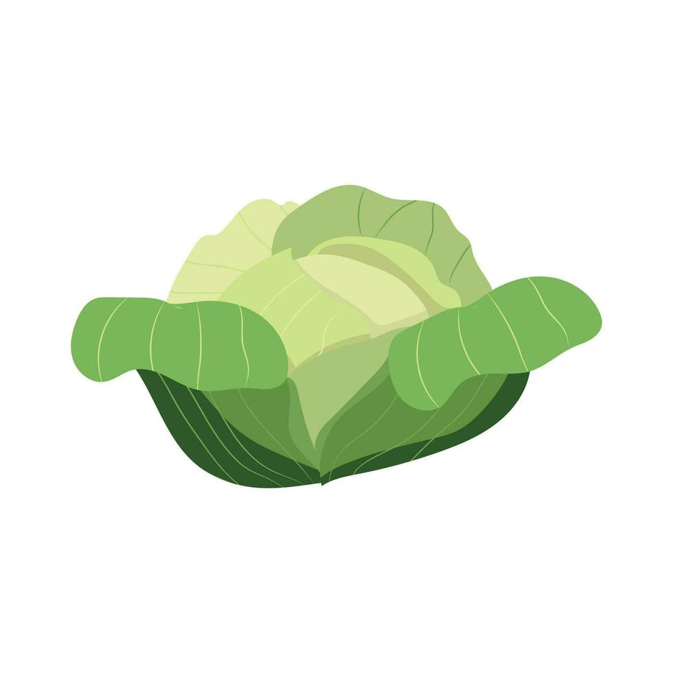 Vector cabbage. Vegetable illustration for farm market menu. Healthy food design.