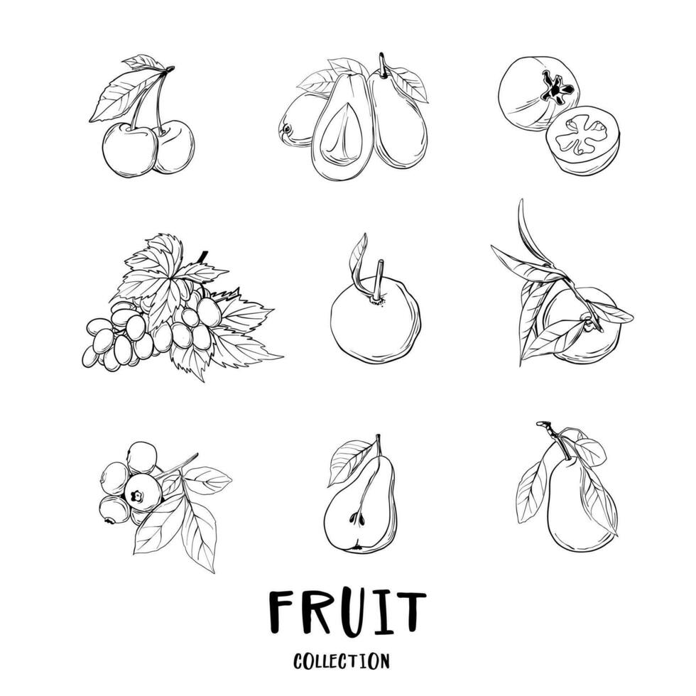 Vector sketch fruits and berries icons set.  Collection hand drawn farm product for restaurant menu, market label.