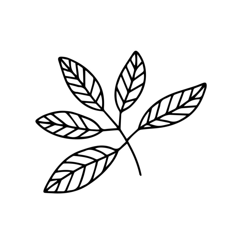 Doodle beech leaf vector sketch