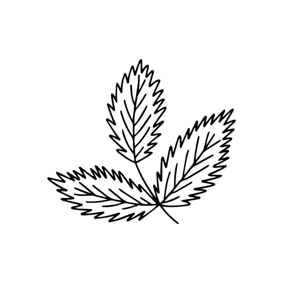 Doodle beech leaf vector sketch
