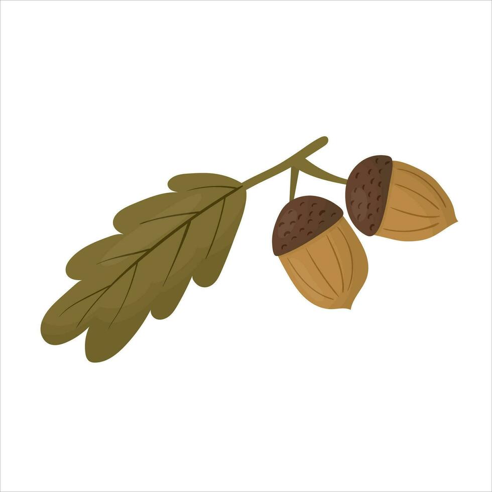 Autumn twig oak leaf and acorns. Vector illustration.