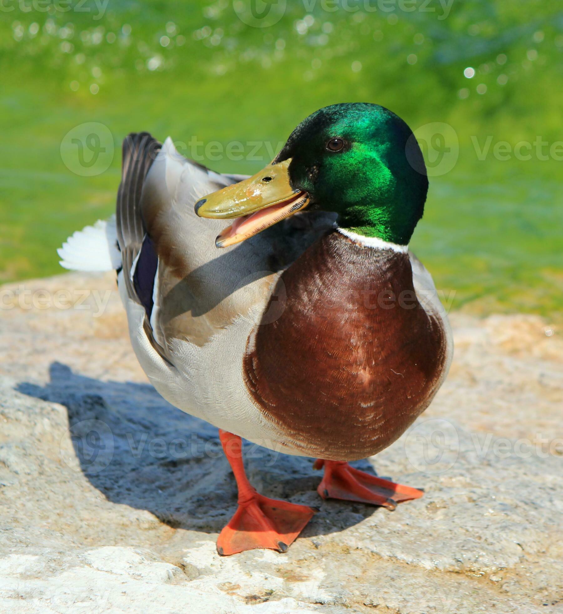 Male mallard duck chatting 30916941 Stock Photo at Vecteezy