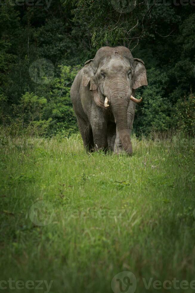 beautiful of male elephant with ivory in khaoyai national park ,khao yai is one of most important wildlife habitat in south east asia photo