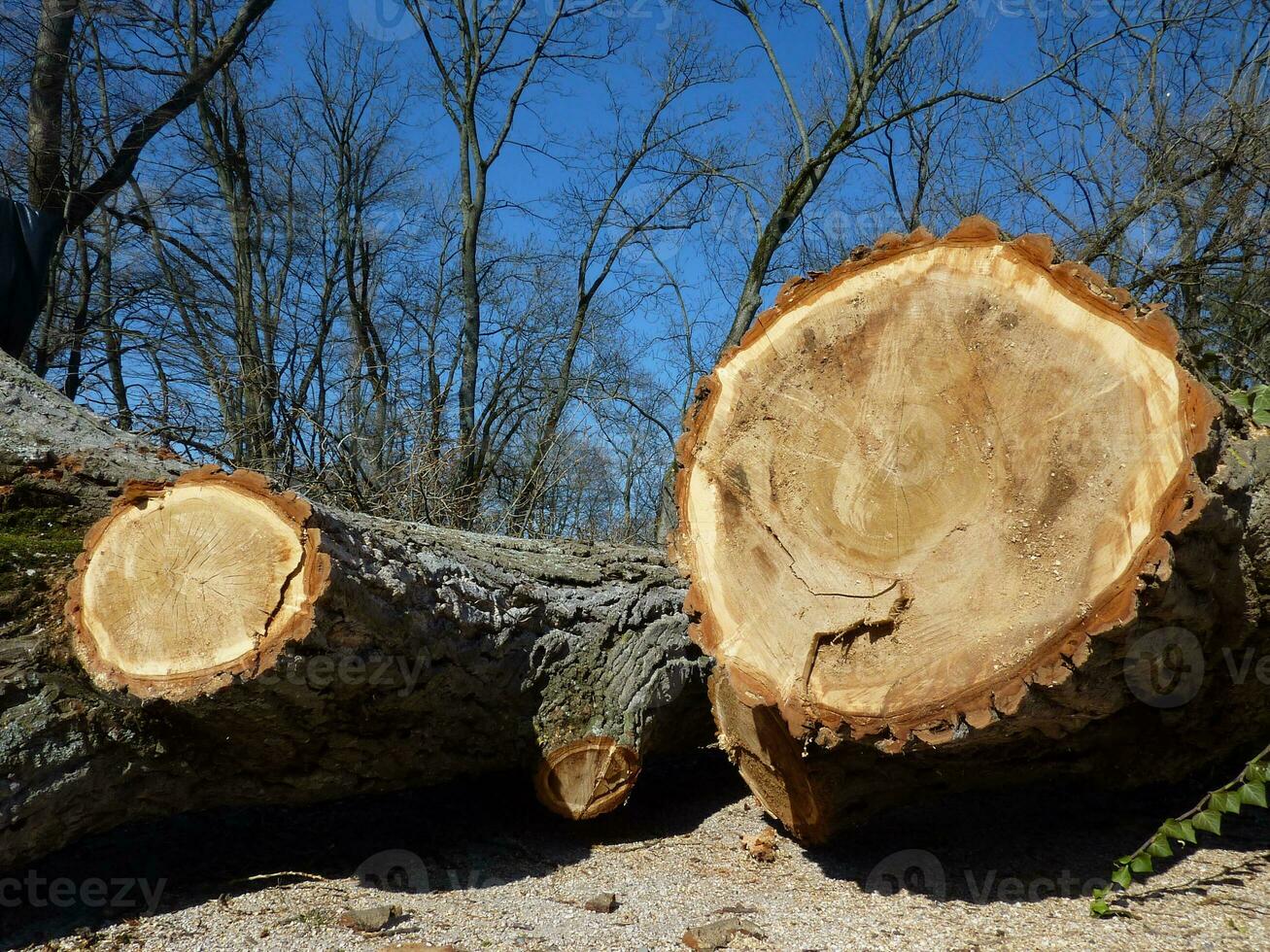 Cut trunks by winter photo
