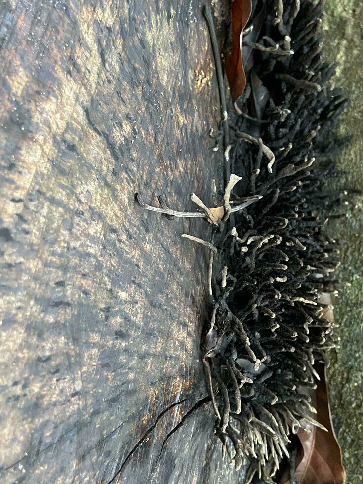 Some mushrooms growing on rotten wood with moss, beautiful natural background, Rotten wood tree with some mos photo