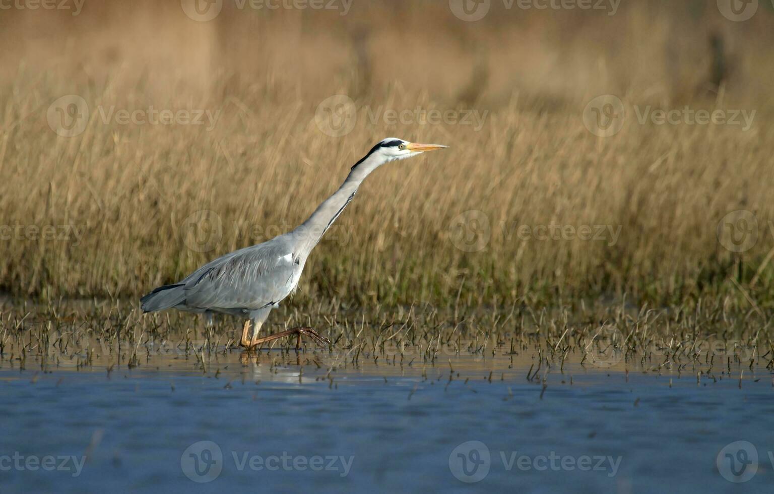 Grey heron walking in water photo