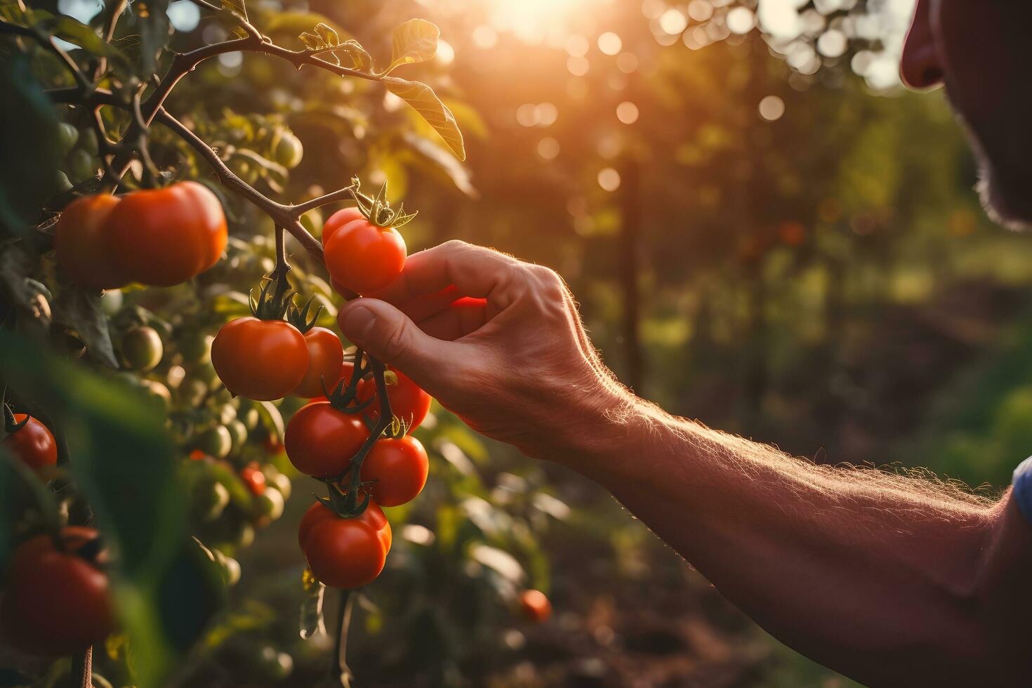 Close up of farmer male hands picking red cherry tomatoes. Organic food, harvesting and farming concept. Generated AI. photo