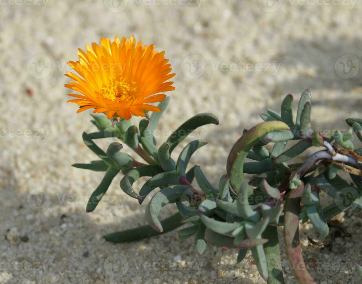 Lampranthus multiradiatus flower photo