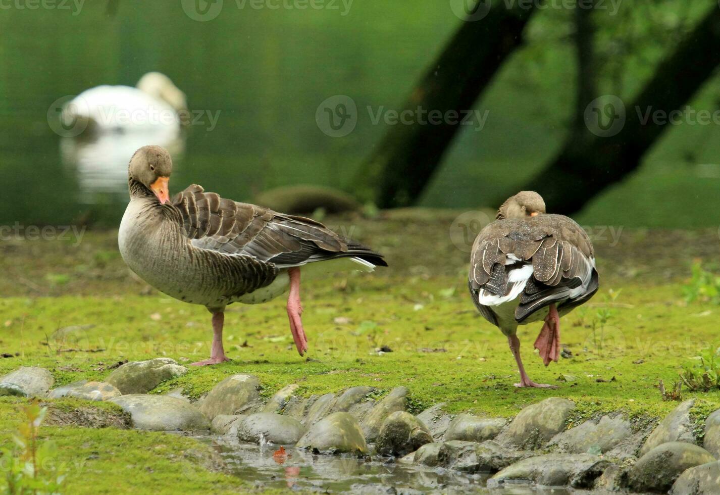 Wild gooses resting photo