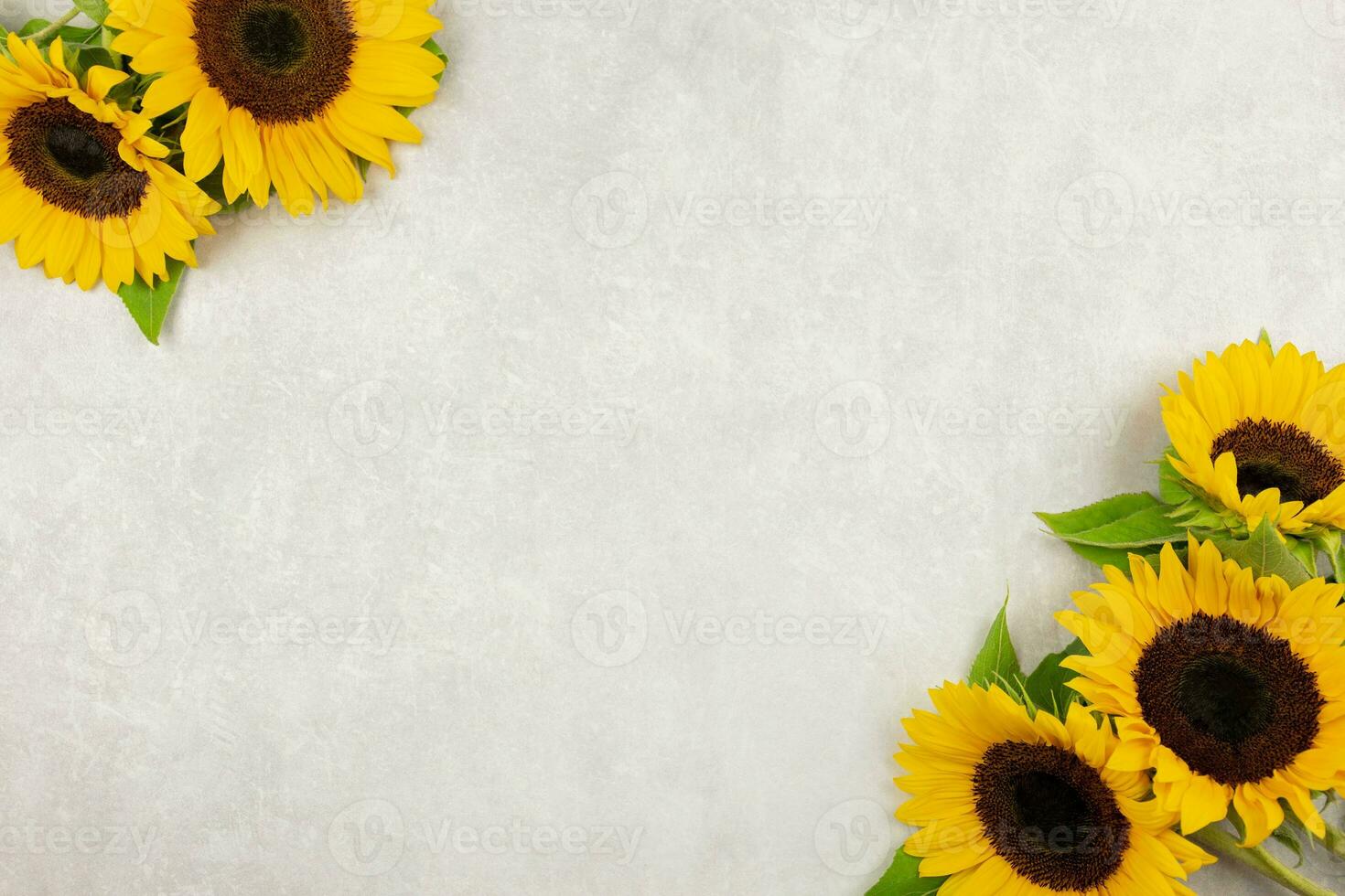 Sunflowers on light gray concrete background. Valentine's, womens, mothers day, easter, birthday or wedding, spring holiday flat lay. Top view. Copy space. photo
