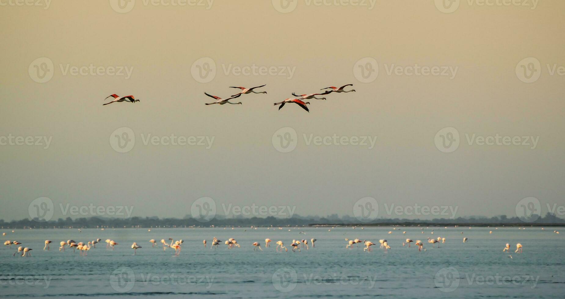 Flight of greater flamingo, Phoenicopterus roseus, in Camargue, France photo