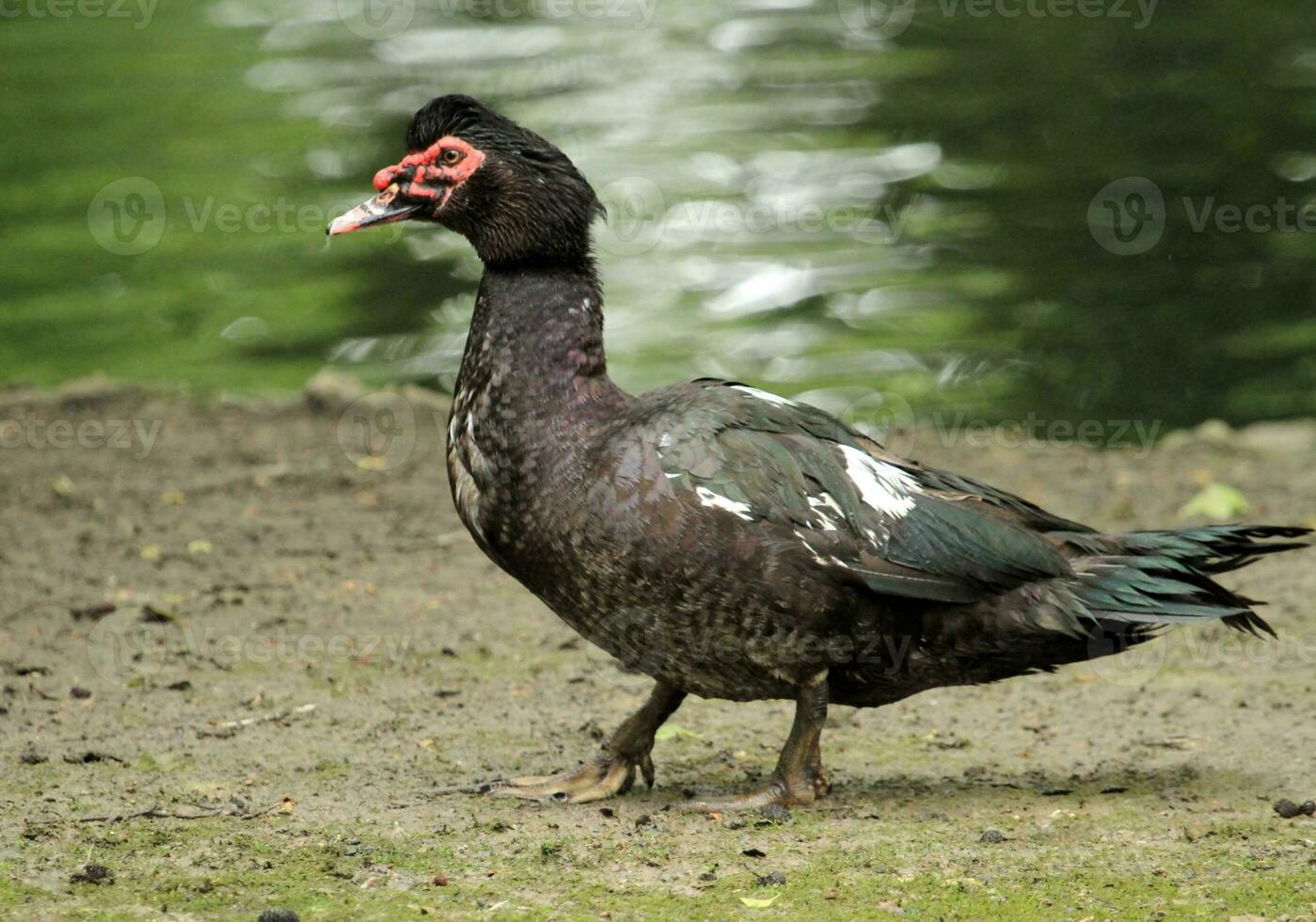 Muscovy duck on ground photo