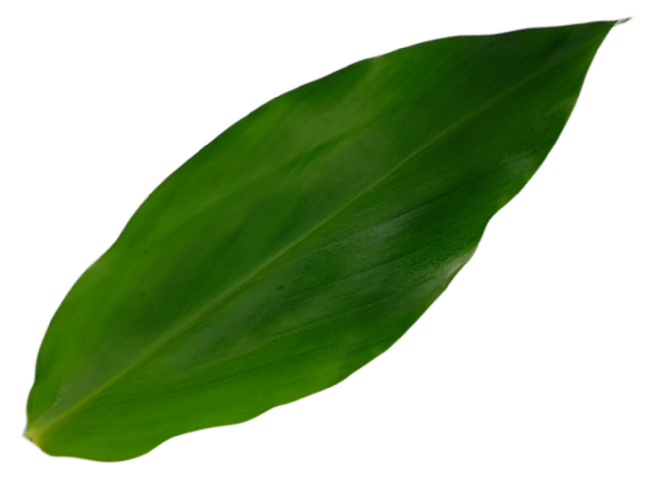 Jungle leaves isolated on transparent background png