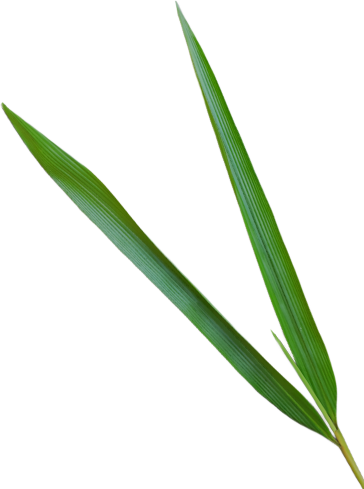 Bamboo leaf isolated png