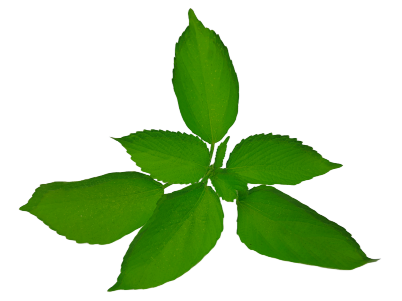 Jungle leaves isolated on transparent background png