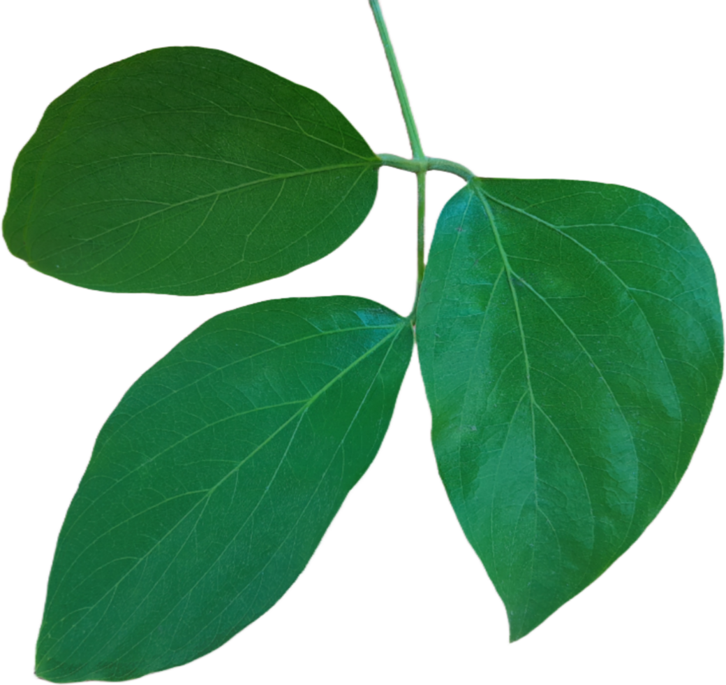 Jungle leaves isolated on transparent background png