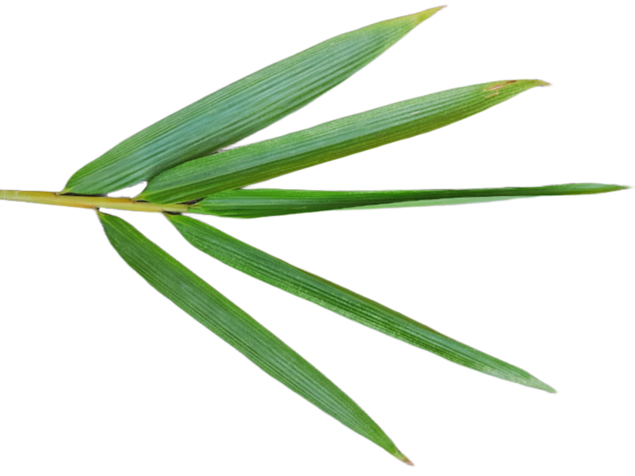 bambu blad isolerat png