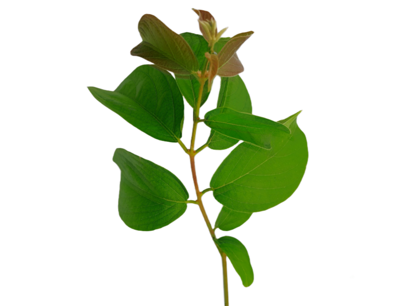 Jungle leaves isolated on transparent background png