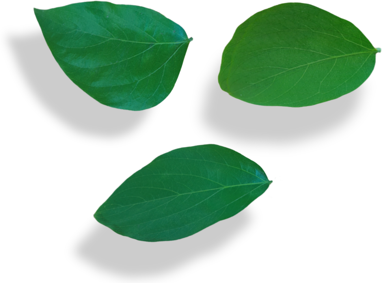 Jungle leaves isolated on transparent background png