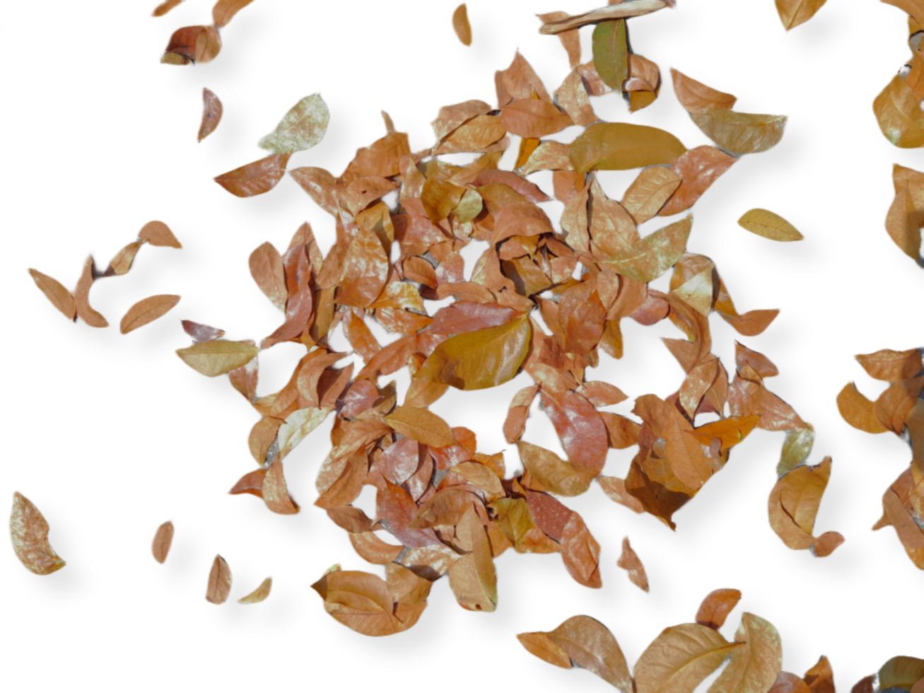 dried leaves isolated on transparent background png