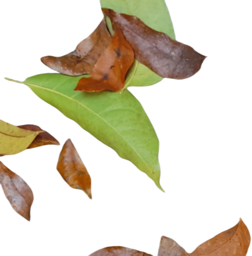 dried leaves isolated on transparent background png