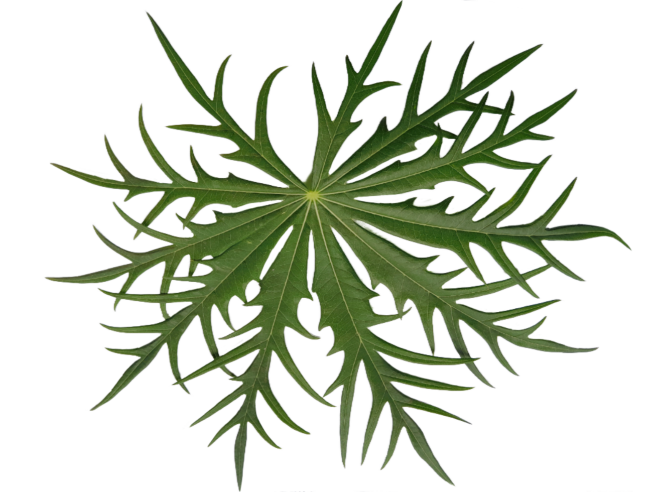 christmas branches isolated on transparent background png
