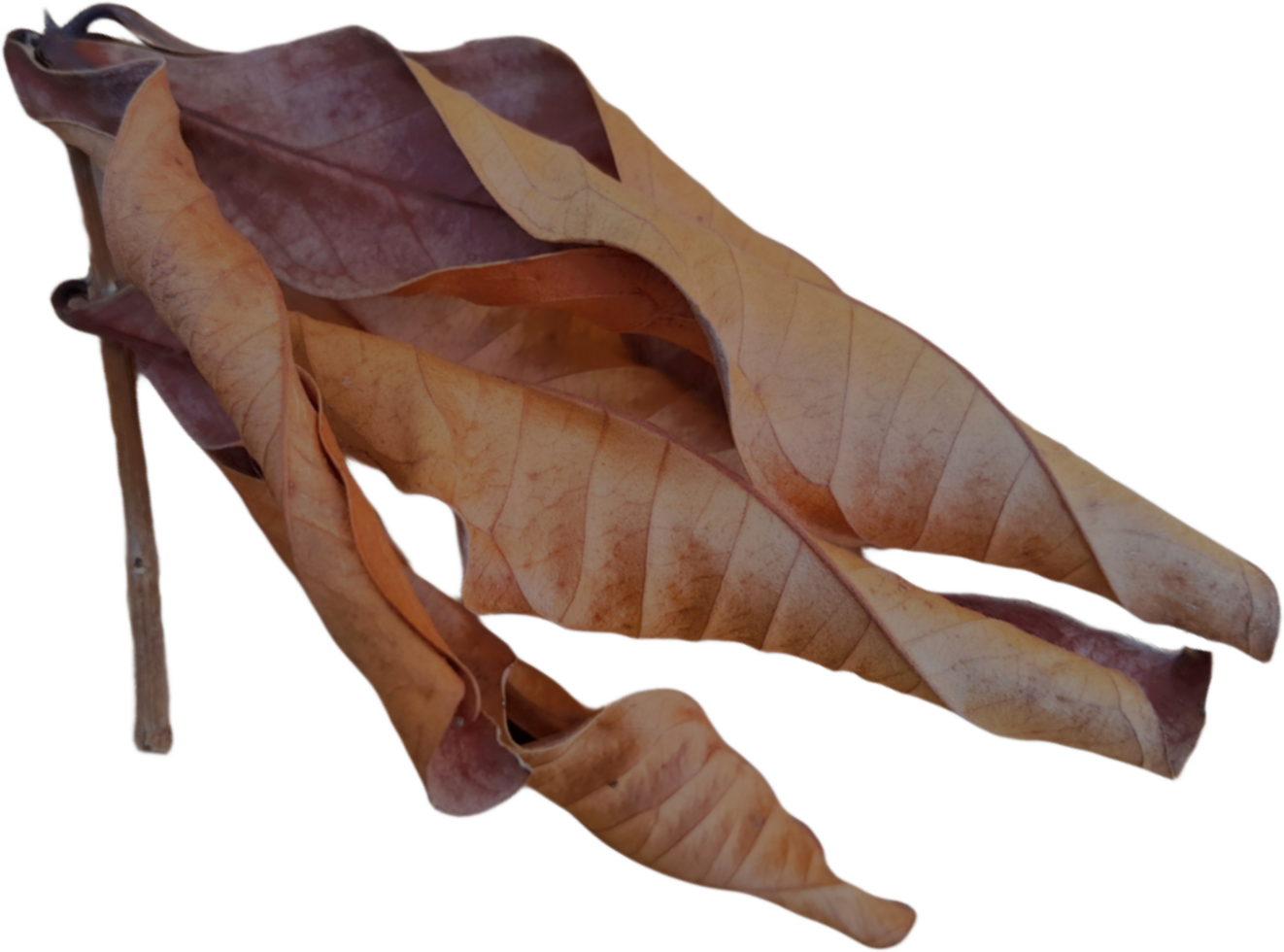 Brown dry leaves isolated png