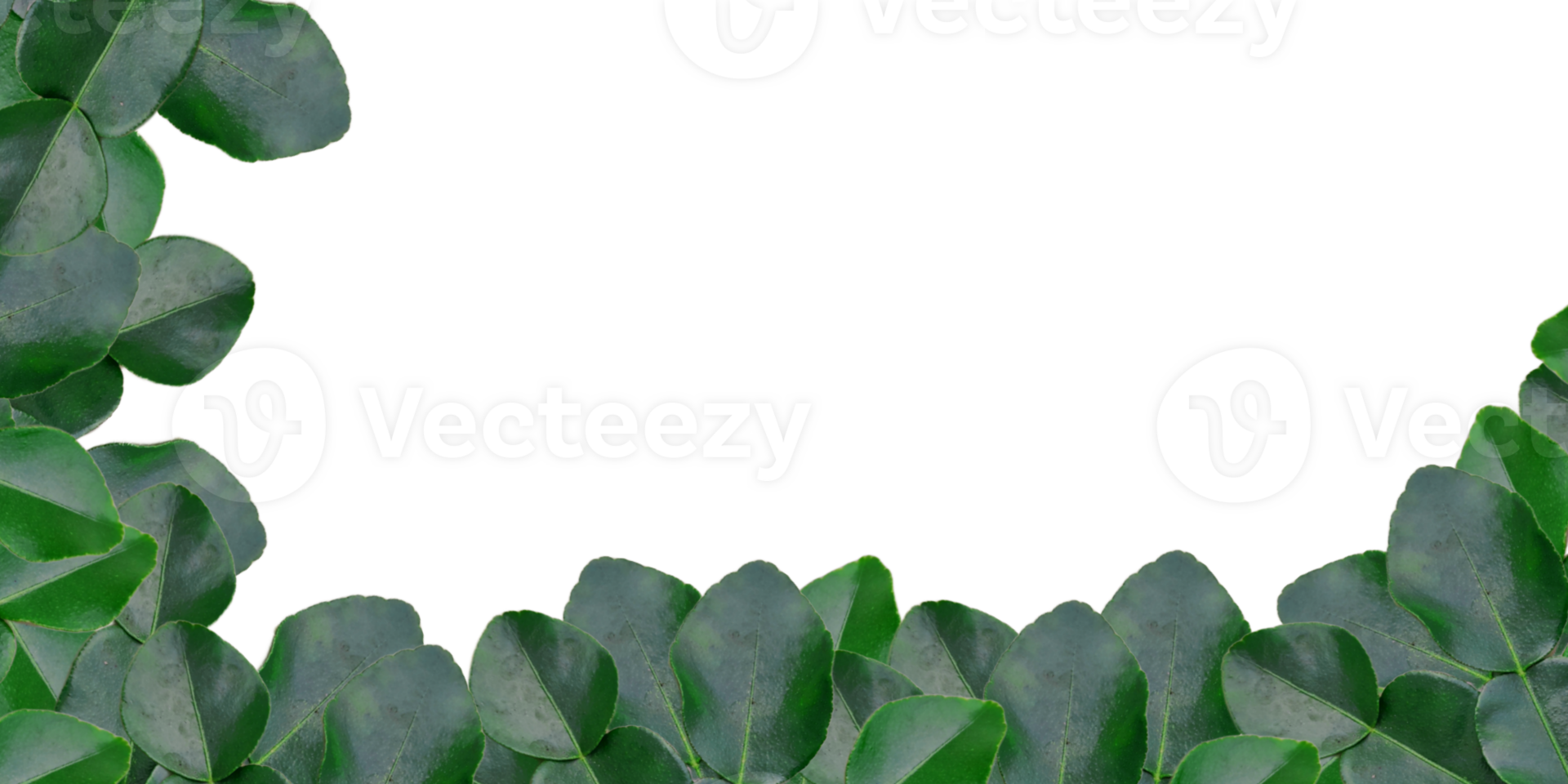 Plant frames with Copy space png