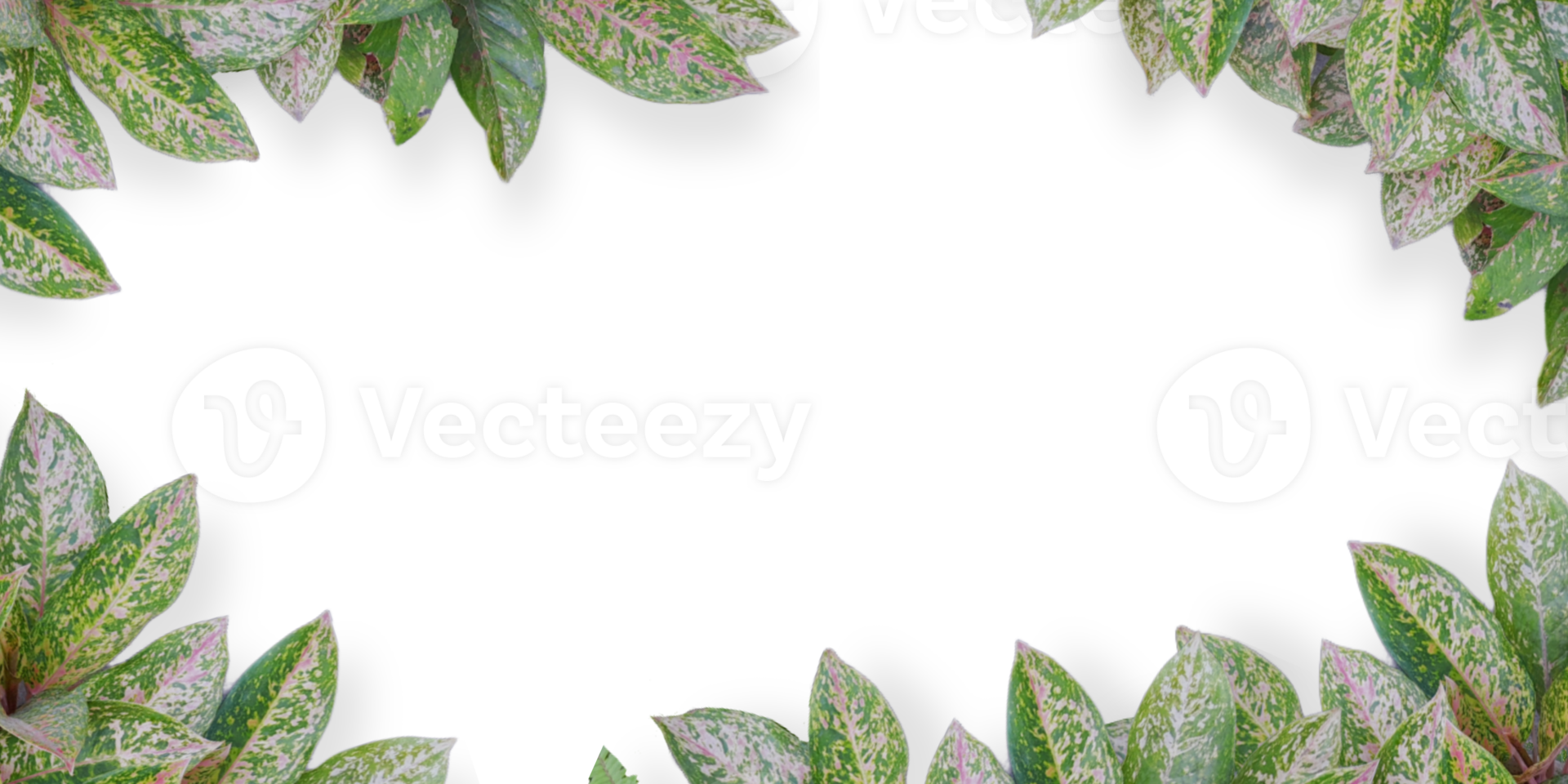 Plant frames with Copy space png