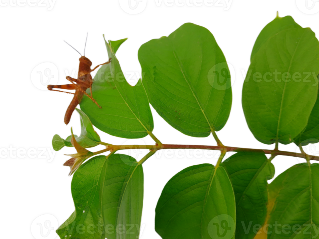 A brown grasshopper is sitting on a Leafy Branch png