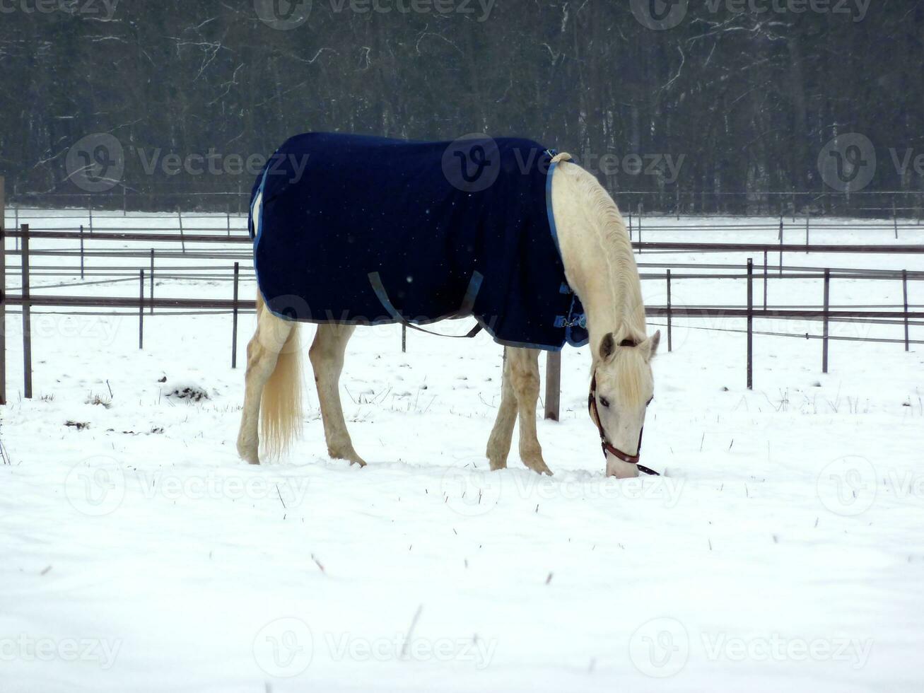 White horse eating photo