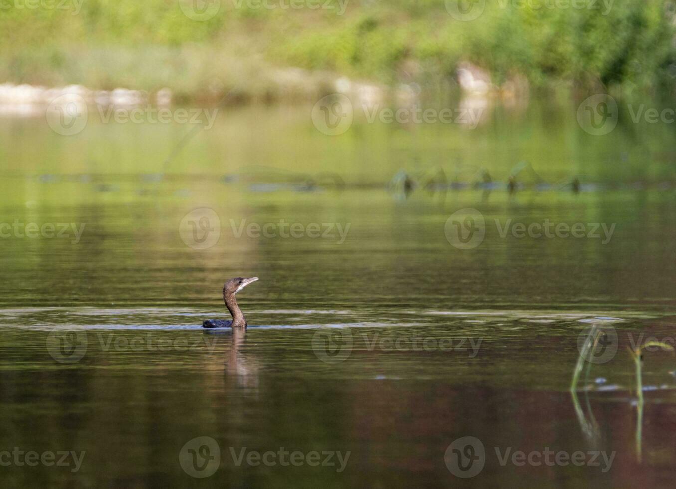 cormorán pájaro nadando pacíficamente foto