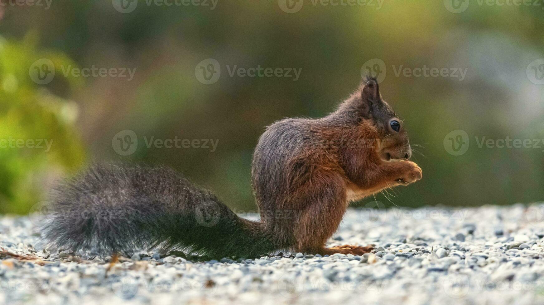 Single red squirrel, sciurus vulgaris, on the ground photo