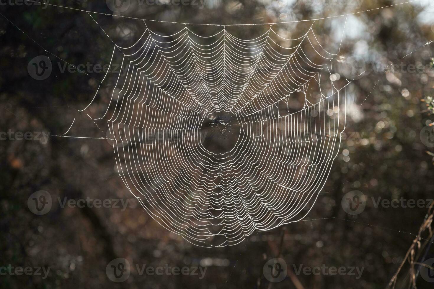 Intricate spider web photo