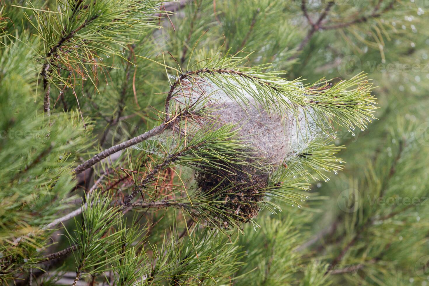Nest of a pine processionary moth - Thaumetopoea pityocampa photo