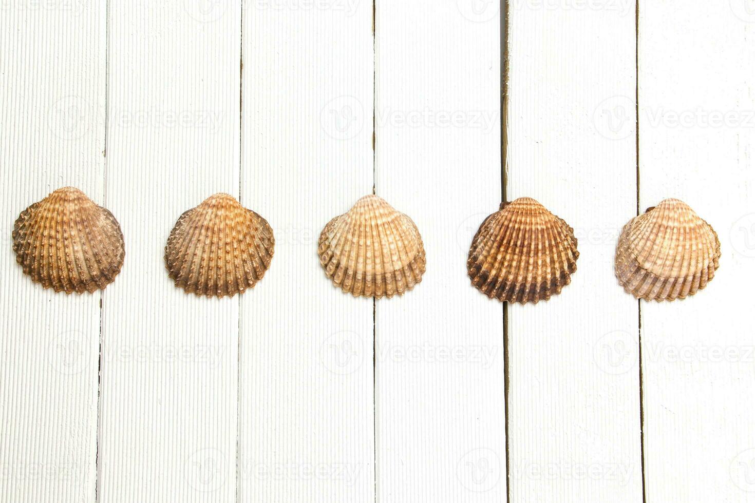 Several seashells aligned photo