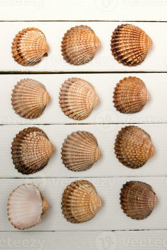 several clam shells isolated photo