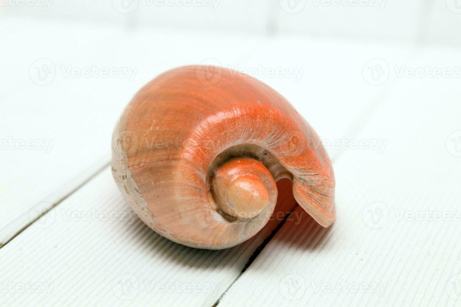 Cymbiola seashell close up photo