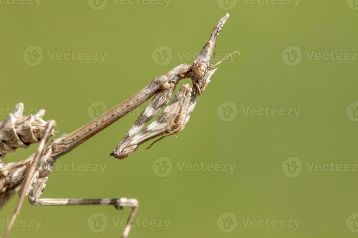 Empusa pennata insect photo