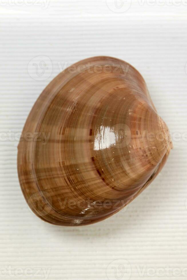 Seashell on white photo