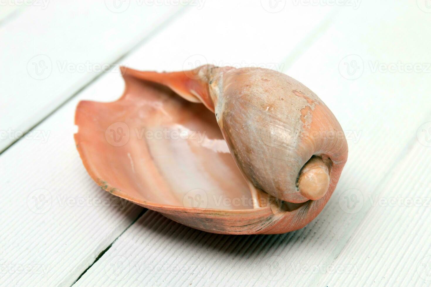 Cymbiola seashell close up photo