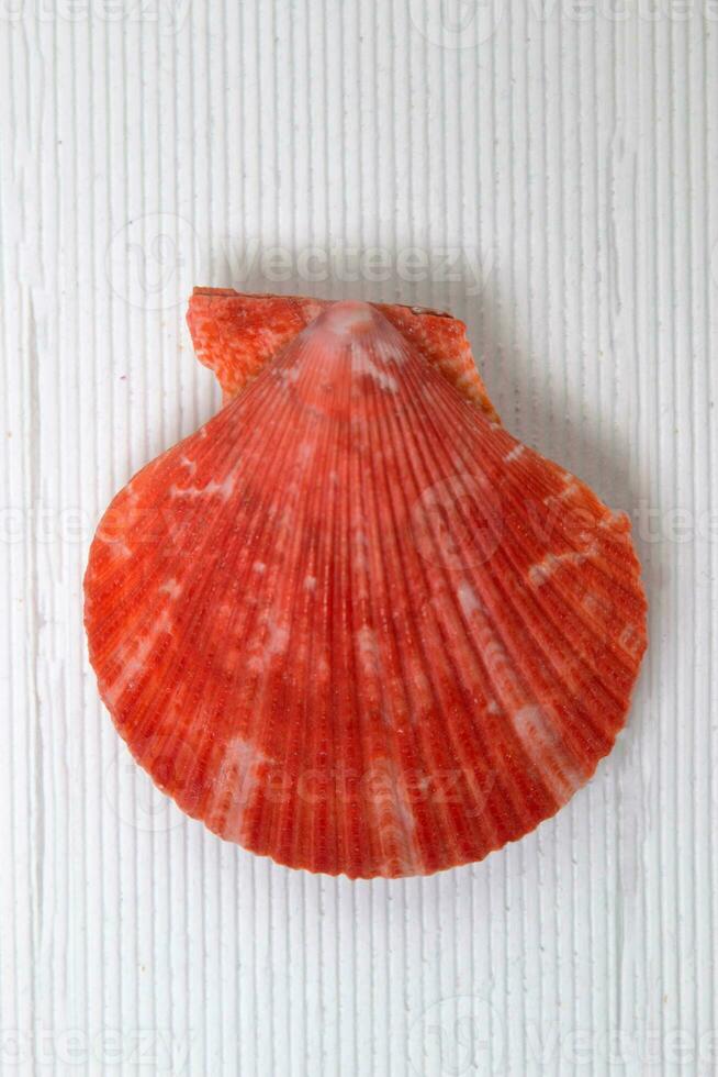 Seashell on white photo