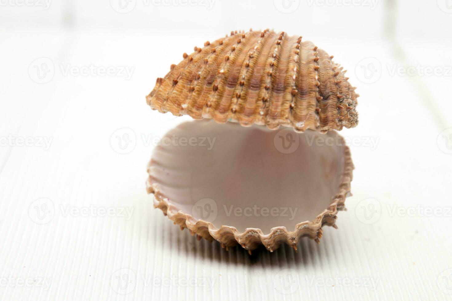 clam shell isolated photo