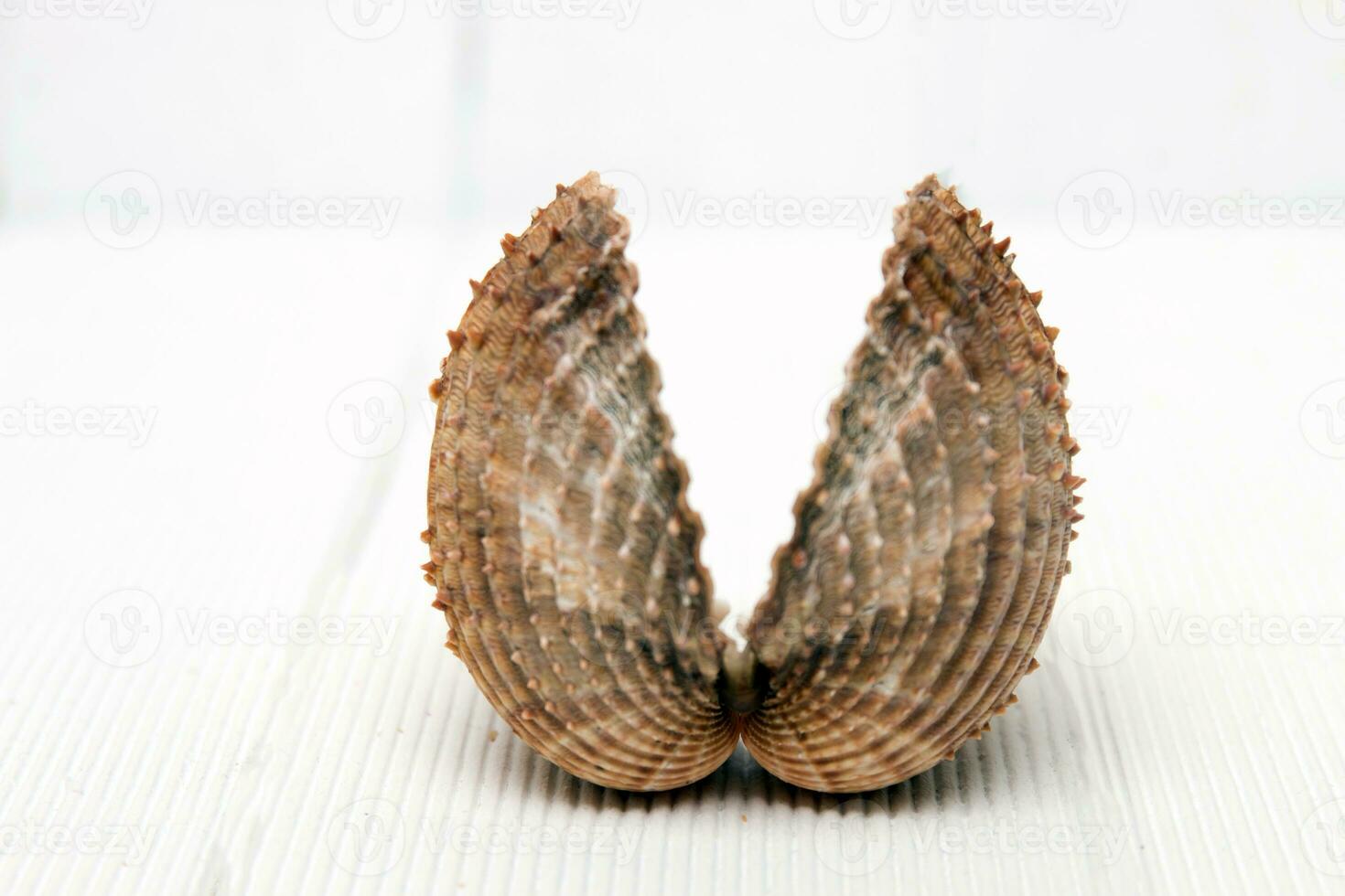 clam shell isolated photo