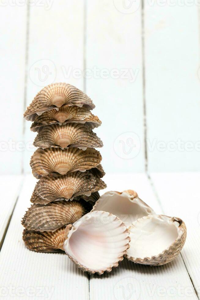 several clam shells isolated photo