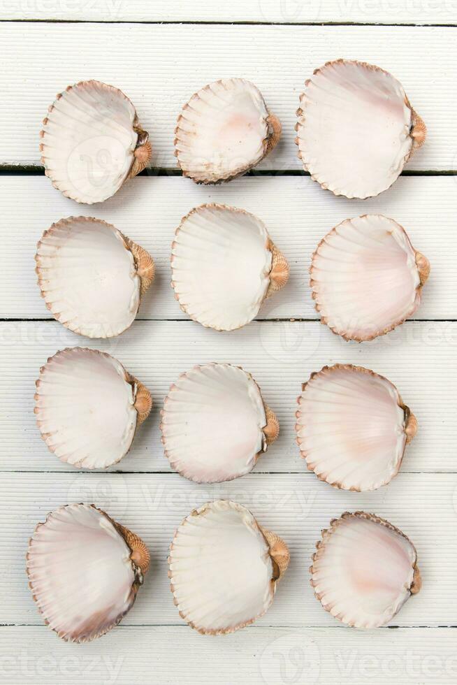 several clam shells isolated photo