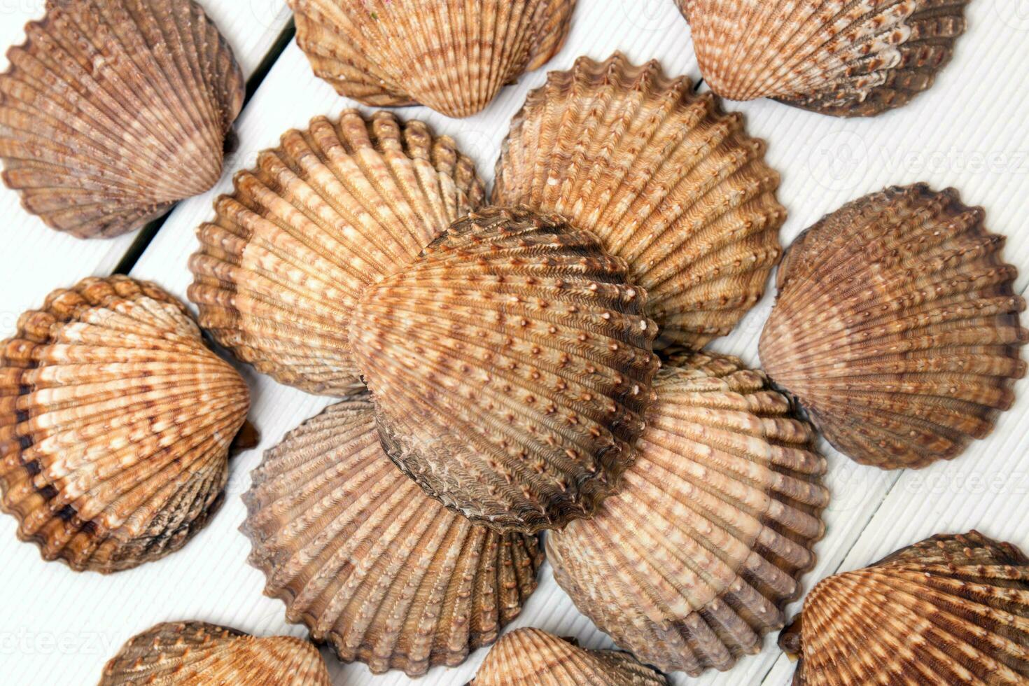 several clam shells isolated photo