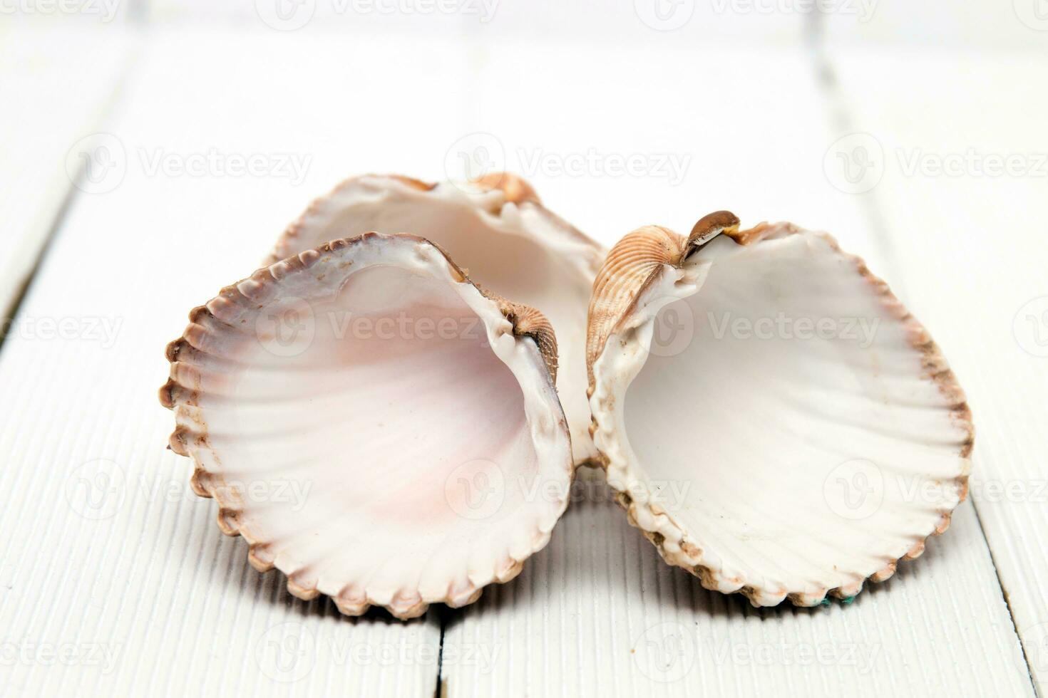 several clam shells isolated photo