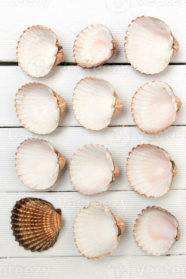 several clam shells isolated photo