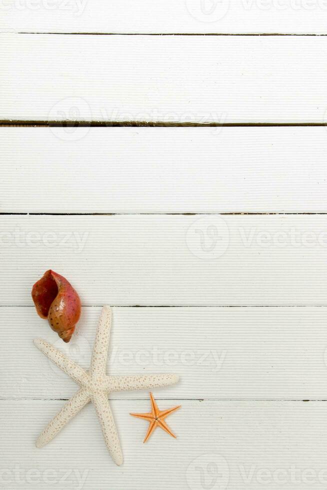 starfish on white wood photo